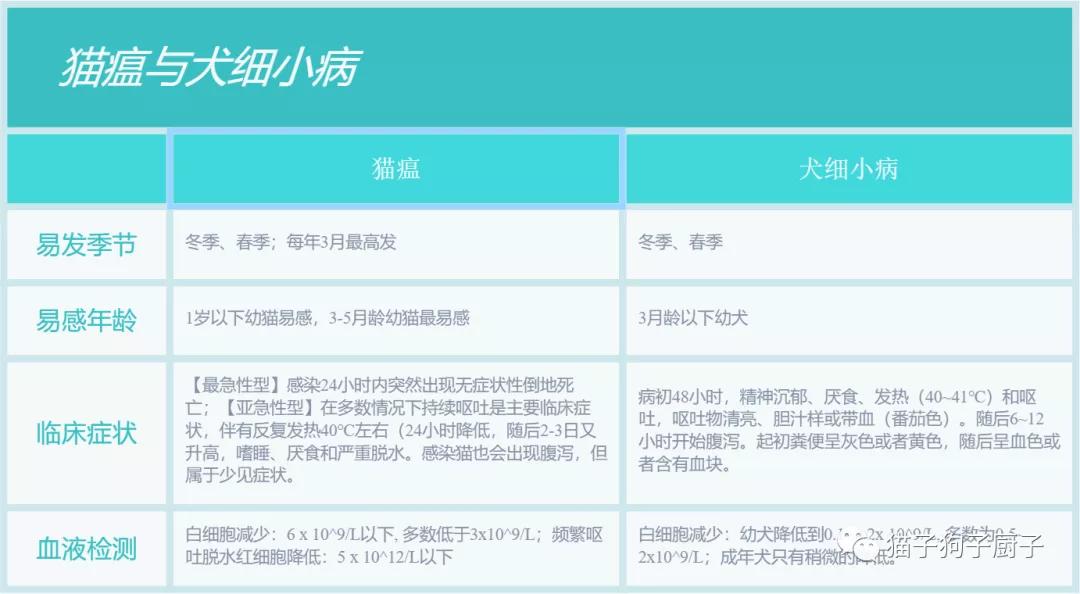 新型猫瘟出现黄疸,新型猫瘟发现得早能治好吗