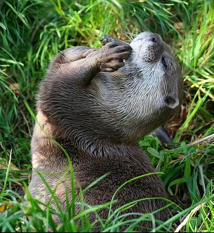水獭建筑大师,动物界的建筑大师河狸