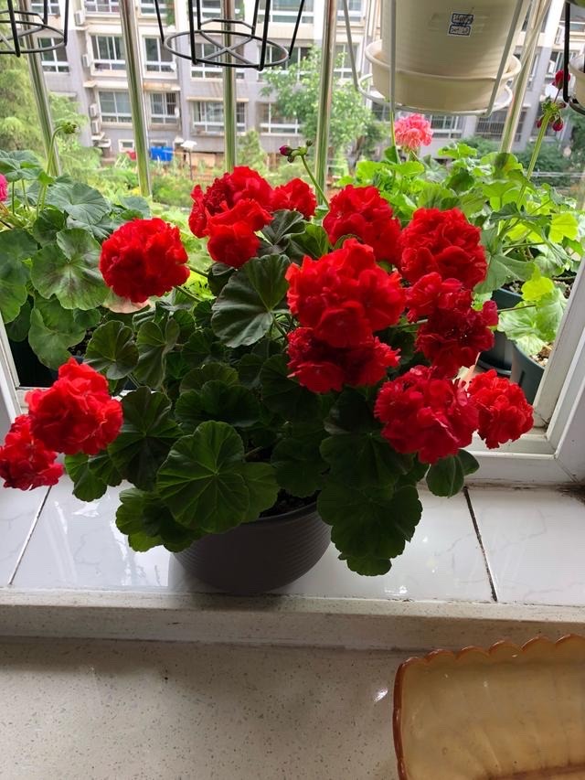 3种花最适合夏天养,4种花最适合冬天养开花漂亮