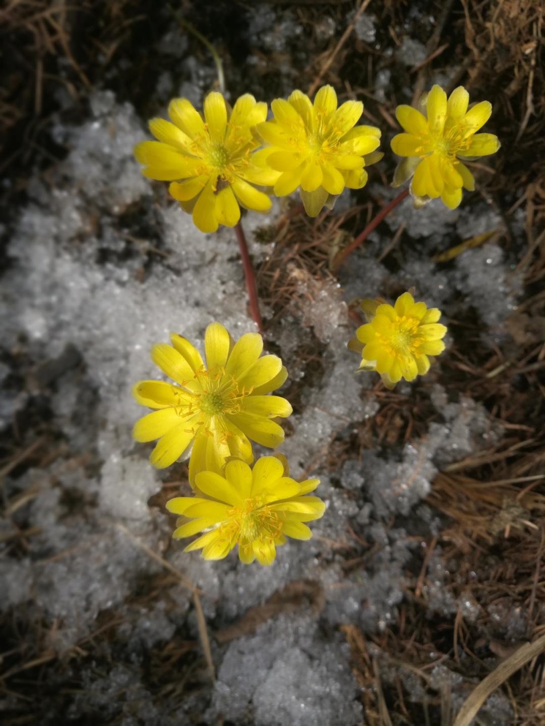 绝美！内含视频！辽宁的“东北雪莲”开了！