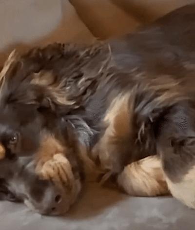 捡来的小橘把狗当妈妈,开始逐渐狗化,一起拆家、听指令、游泳…