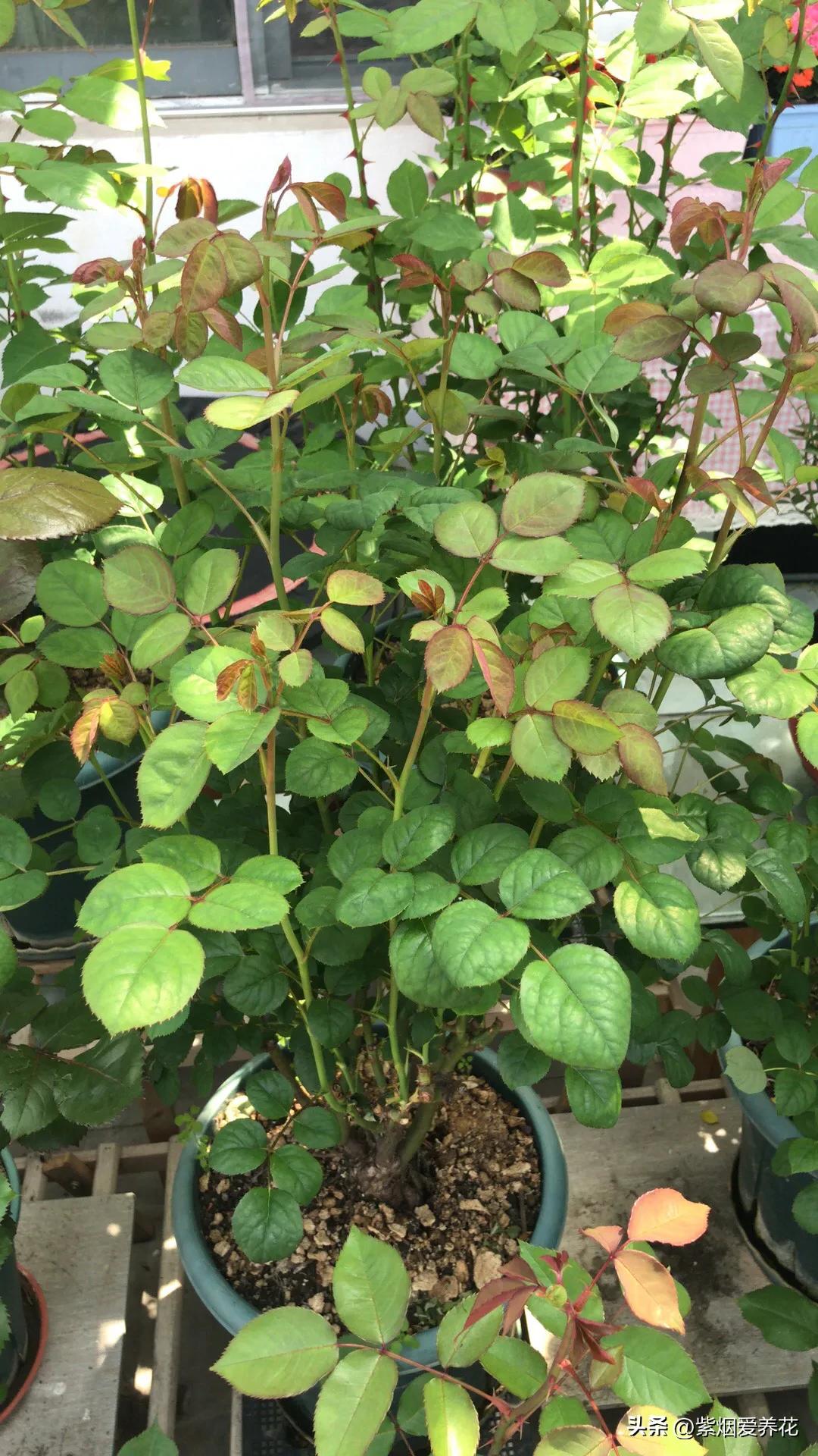 我不禁问自己,靠卖花能攒够钱买高合HiPhiY吗?