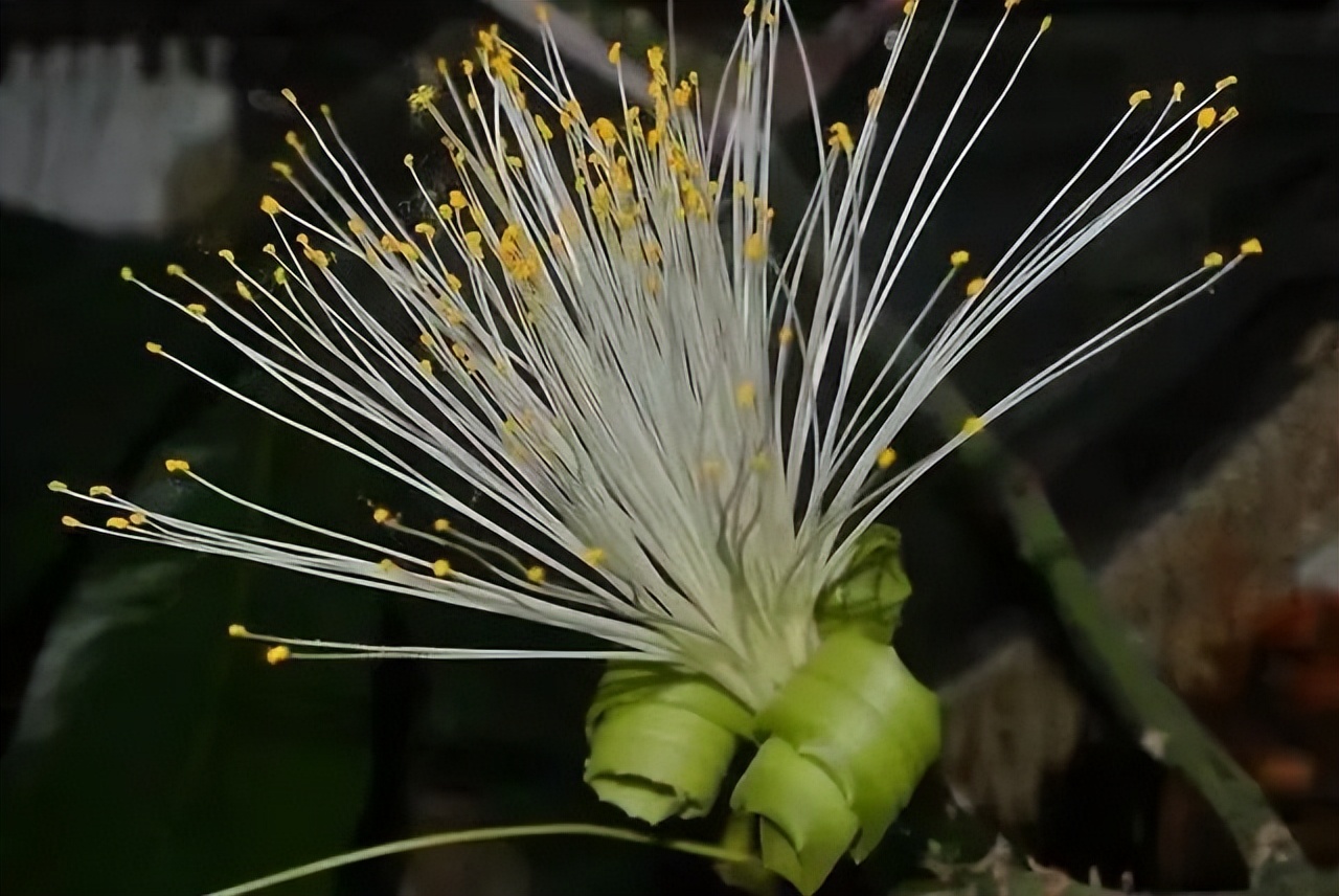 寓意吉利的花有哪些,哪一种花寓意带来好运