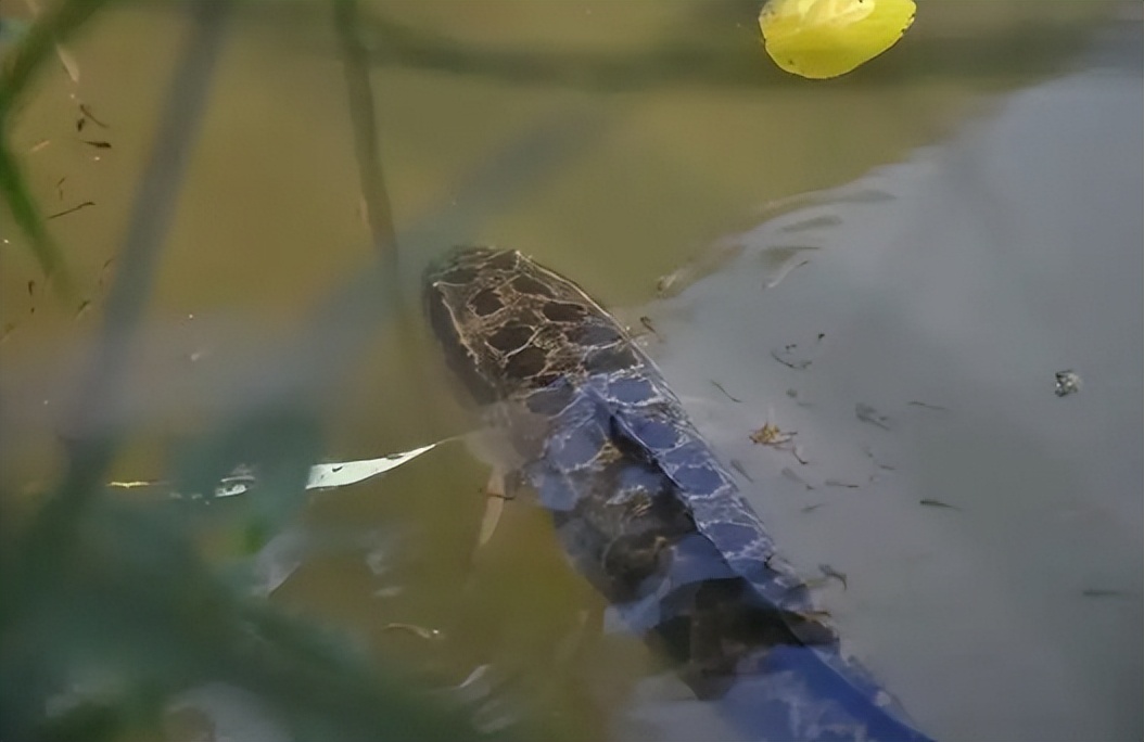 <html>
<head><title>502BadGateway</title></head>
<body>
<center><h1>502BadGateway</h1></center>
<hr><center>nginx</center>
</body>
</html>
<!--apaddingtodisableMSIEandChromefriendlyerrorpage-->
<!--apaddingtodisableMSIEandChromefriendlyerrorpage-->
<!--apaddingtodisableMSIEandChromefriendlyerrorpage-->
<!--apaddingtodisableMSIEandChromefriendlyerrorpage-->
<!--apaddingtodisableMSIEandChromefriendlyerrorpage-->
<!--apaddingtodisableMSIEandChromefriendlyerrorpage-->
