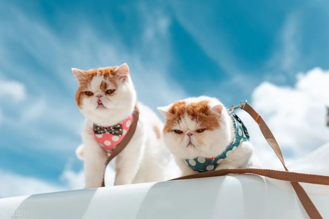 携带宠物出国需要什么手续,携带宠物入境详细流程