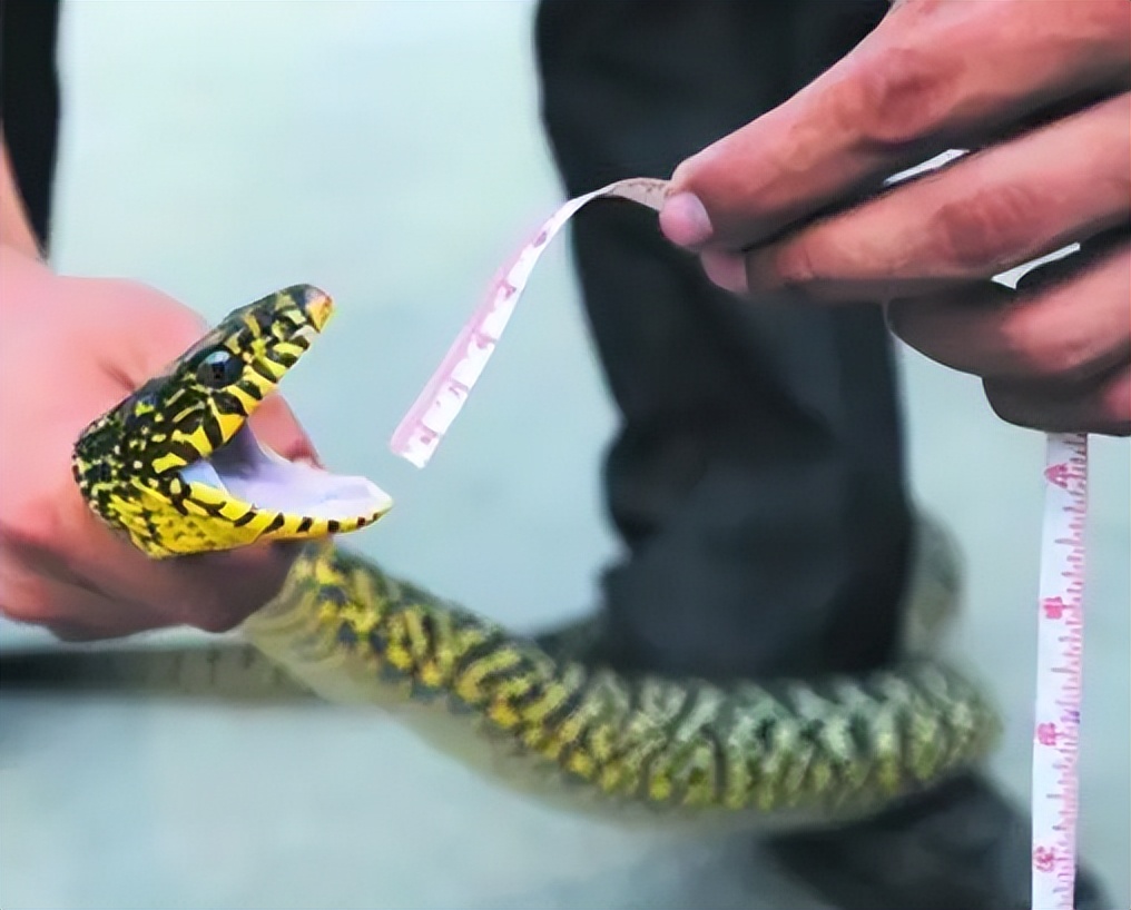 为什么打蛇要打七寸,打蛇七寸的七寸是指哪里