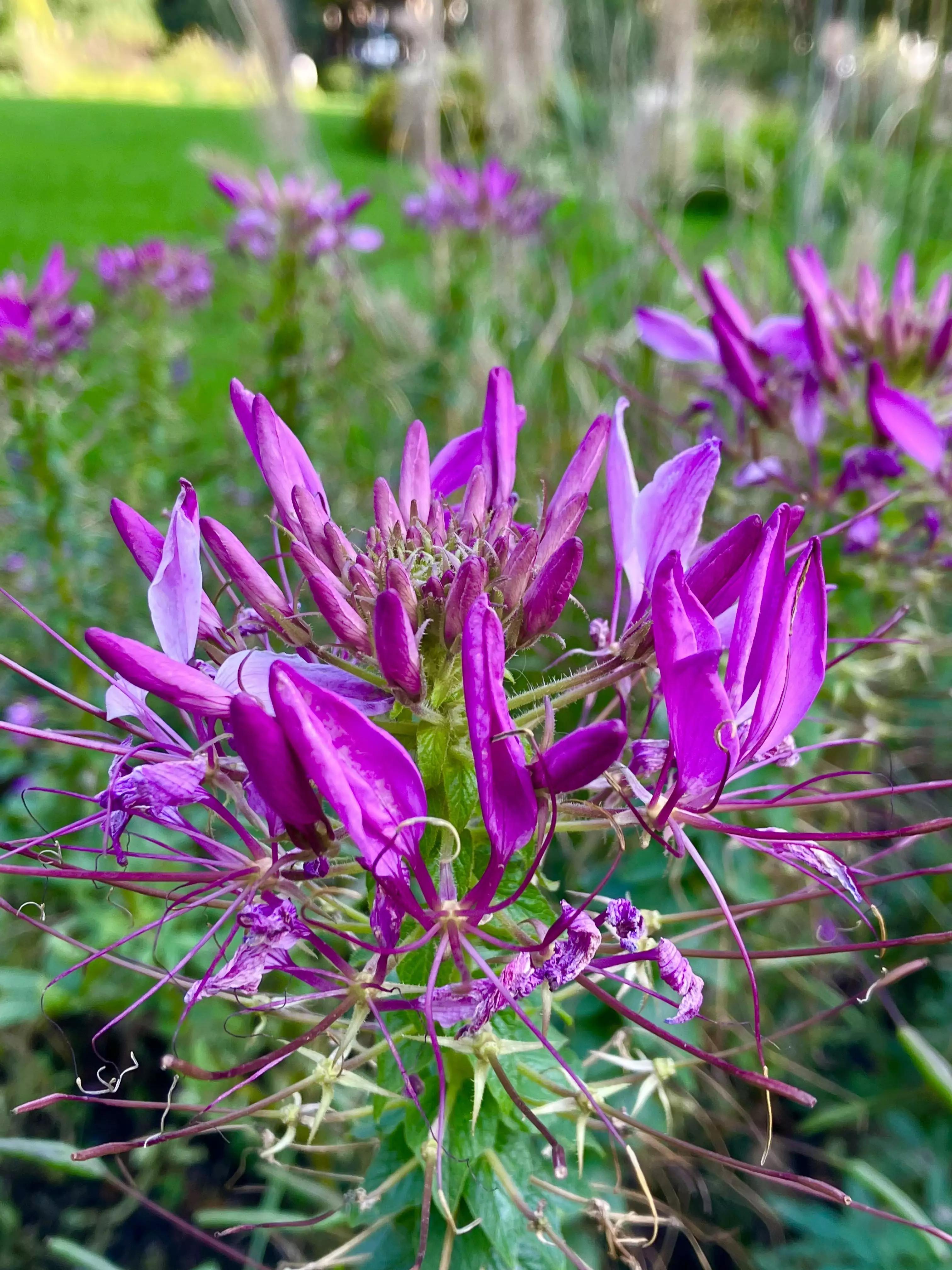 认识各种花的花名,认识各种花的名称