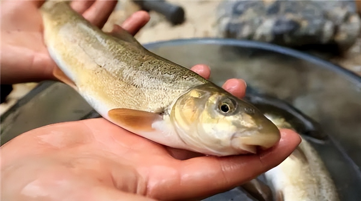 淡水鱼排行榜前十名价格,国内常见淡水鱼价格排行