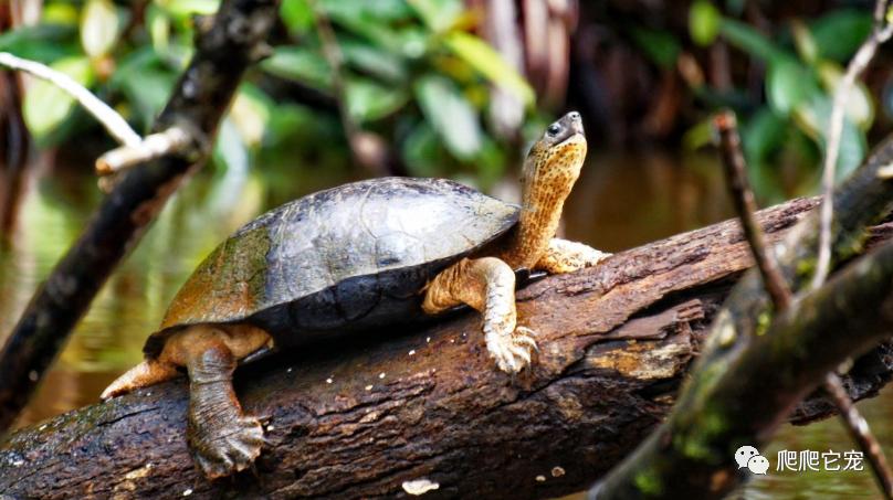 假如被乌龟咬住手指该怎么办视频,被乌龟咬住不松嘴怎么办