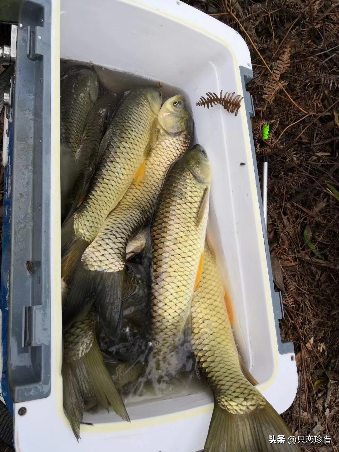 野钓青草鳊用什么商品饵,鲤鲫青草鳊野钓怎么样