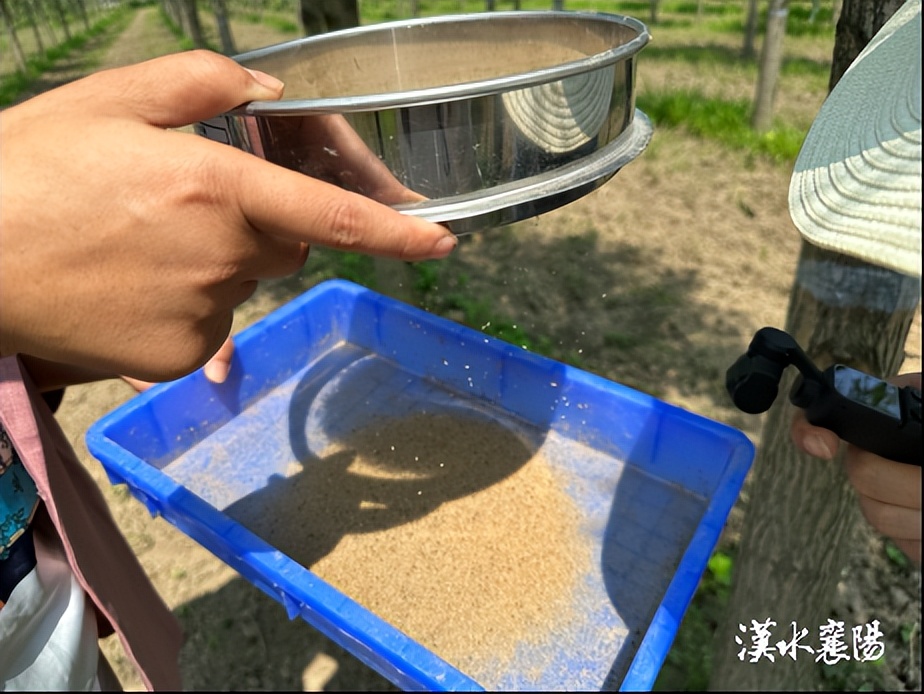 黄黄的小颗粒是什么虫子,跟白芝麻粒一样的虫卵是什么虫啊