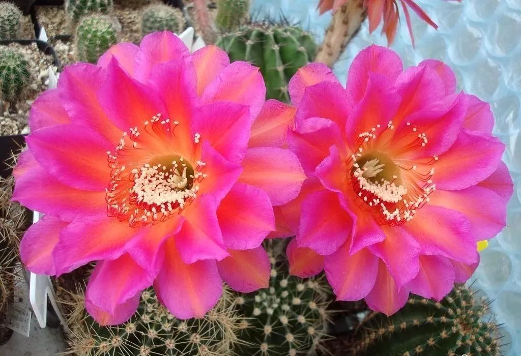 200种·仙人球开花图鉴，大开眼界，美到爆