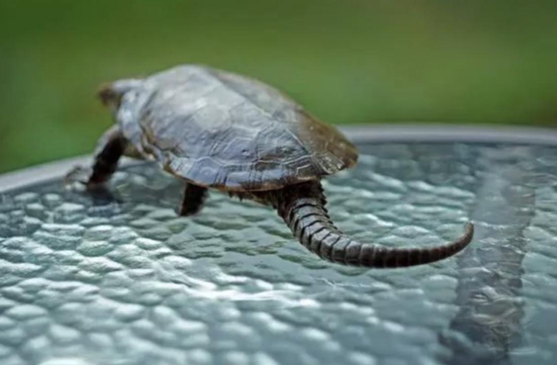 男子在山上捡到不知名小乌龟,男子在河里捡到一只小乌龟