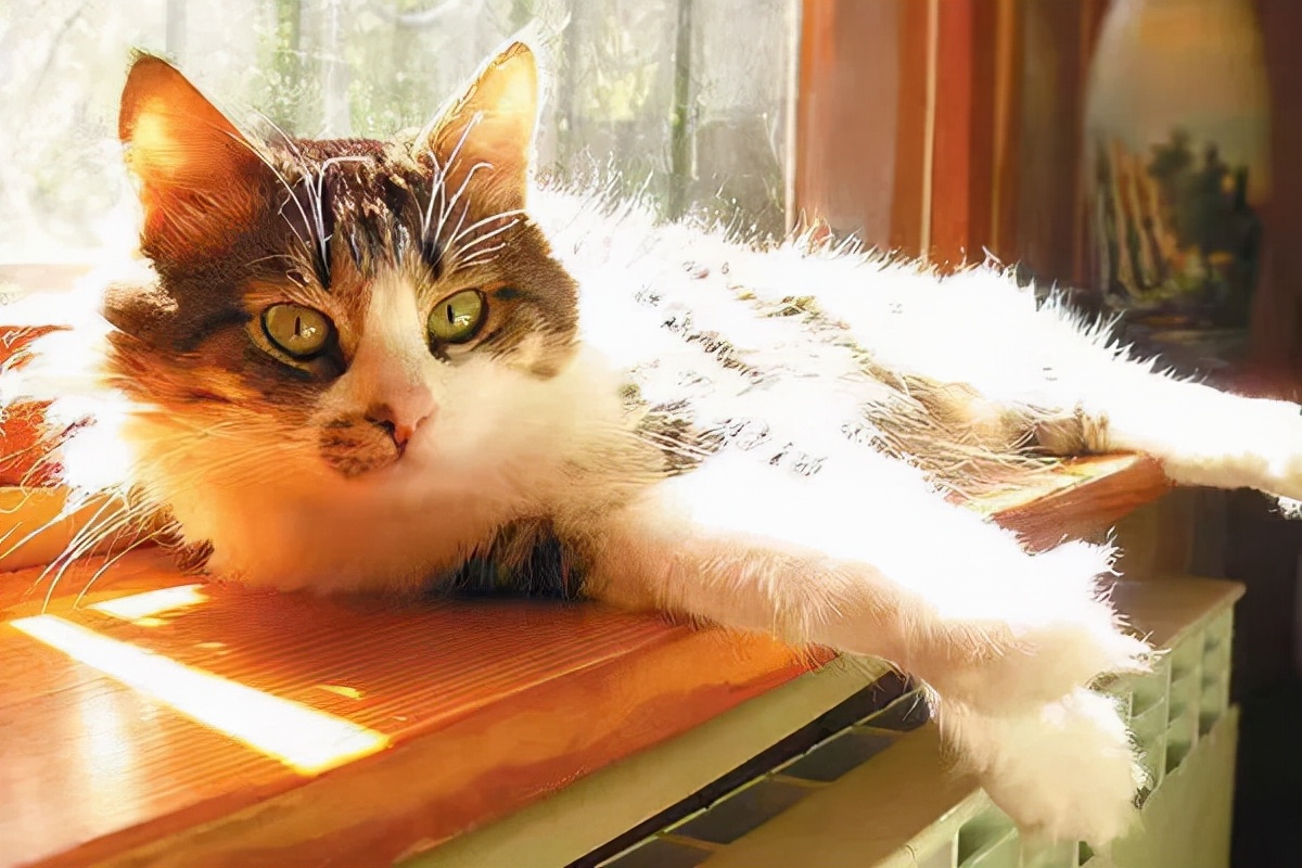 冷空气来了断崖式降温,铲屎官必看冬天如何给猫咪保暖