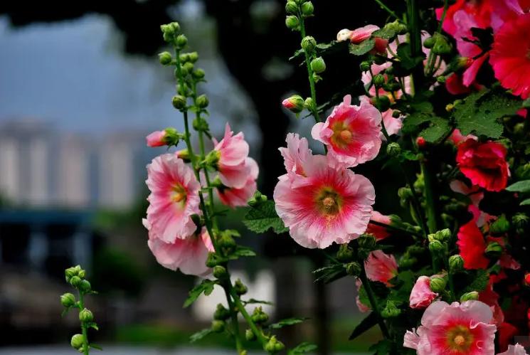 关于蜀葵的诗词名句,蜀葵花的古诗句