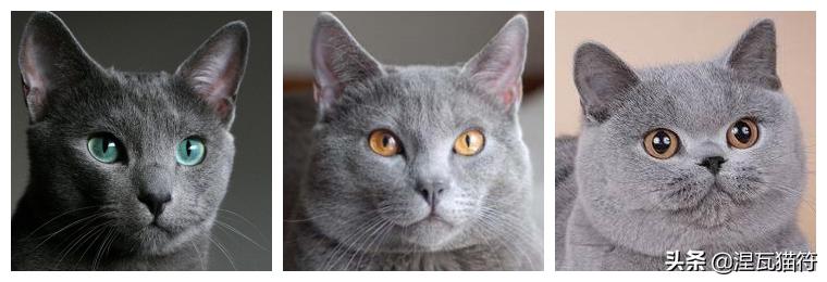 俄罗斯蓝猫法国蓝猫英国蓝猫,欧系俄罗斯蓝猫