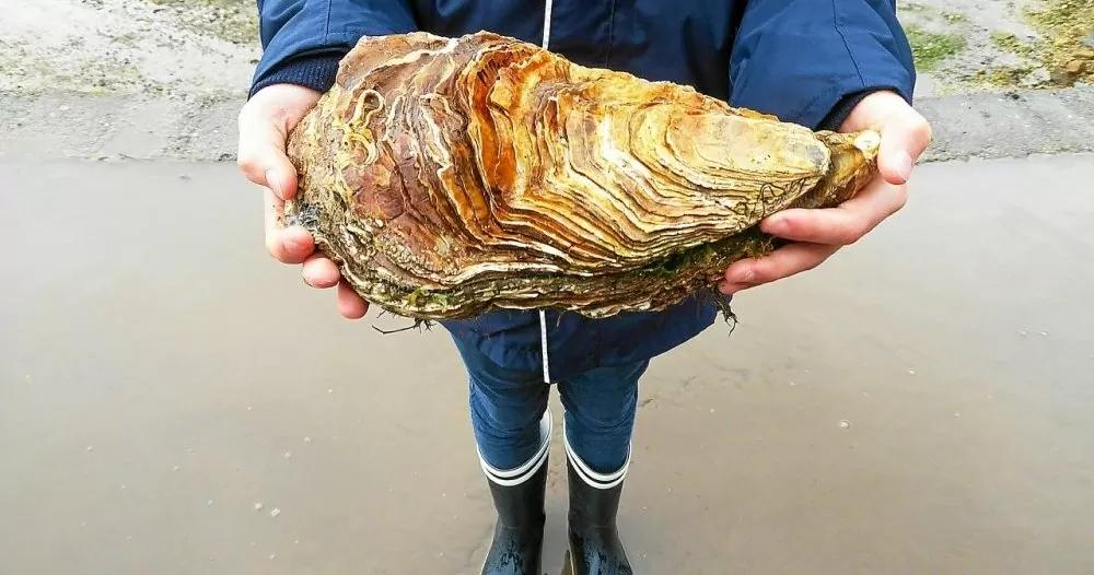 中国吃生蚝去哪里便宜,为什么有些生蚝撬壳卖那么便宜