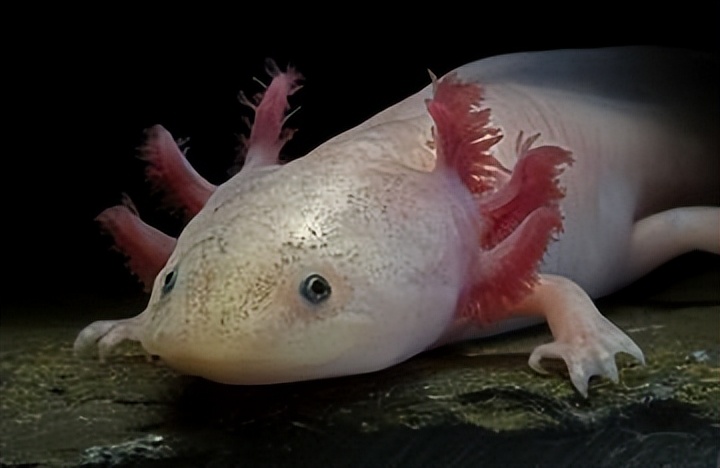 六角恐龙在墨西哥的原生态环境,娃娃鱼墨西哥钝口螈六角恐龙