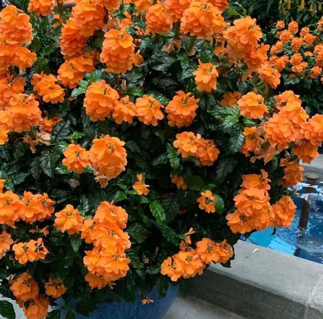 适合夏天养的7种花越晒开花越旺,阳台高温如何养墨兰