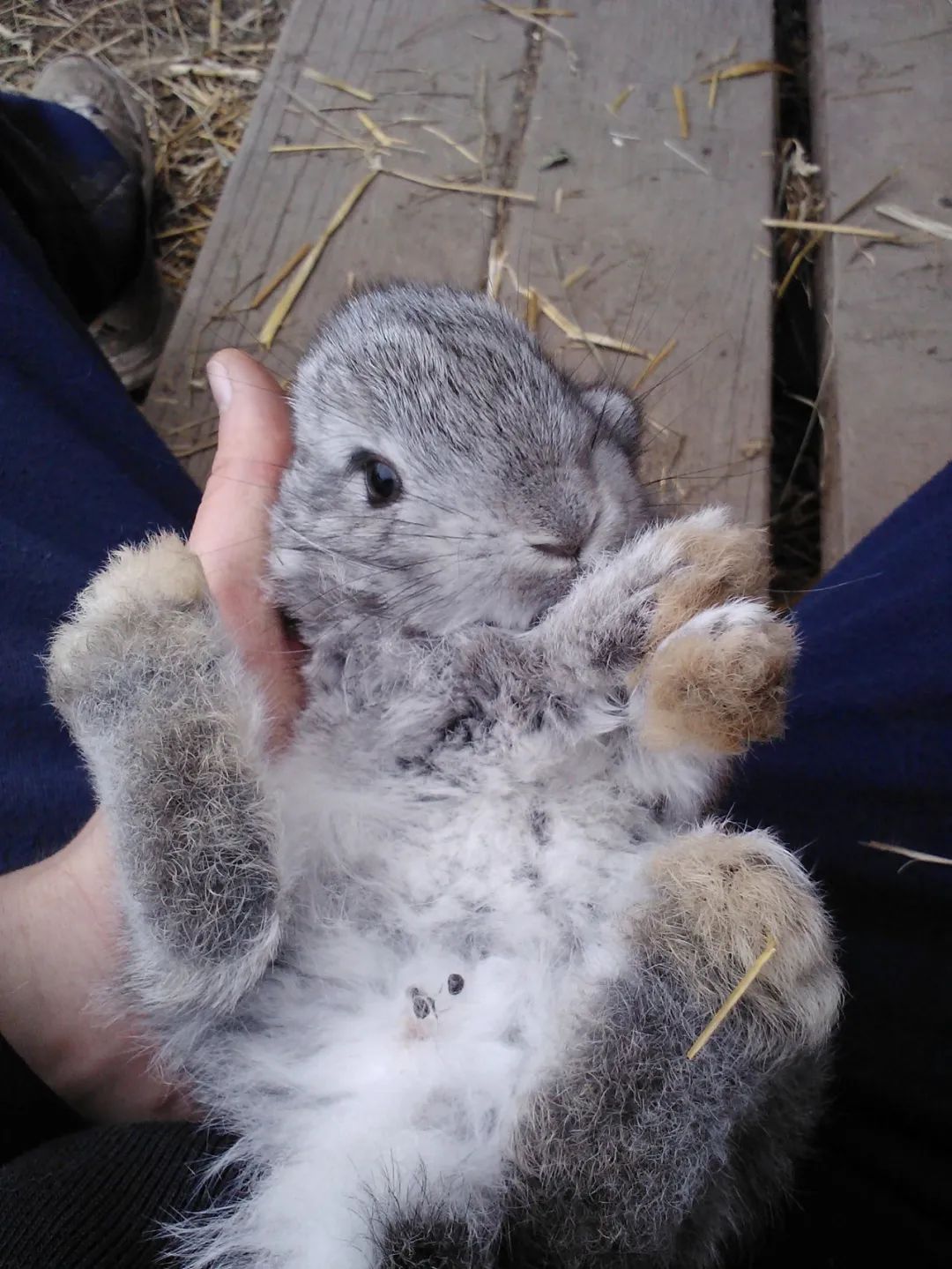 兔年到了新年快乐,兔年到了新的一年