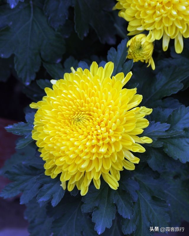 菊花有多少种颜色分别是什么色,菊花的品种分类以及颜色和形状