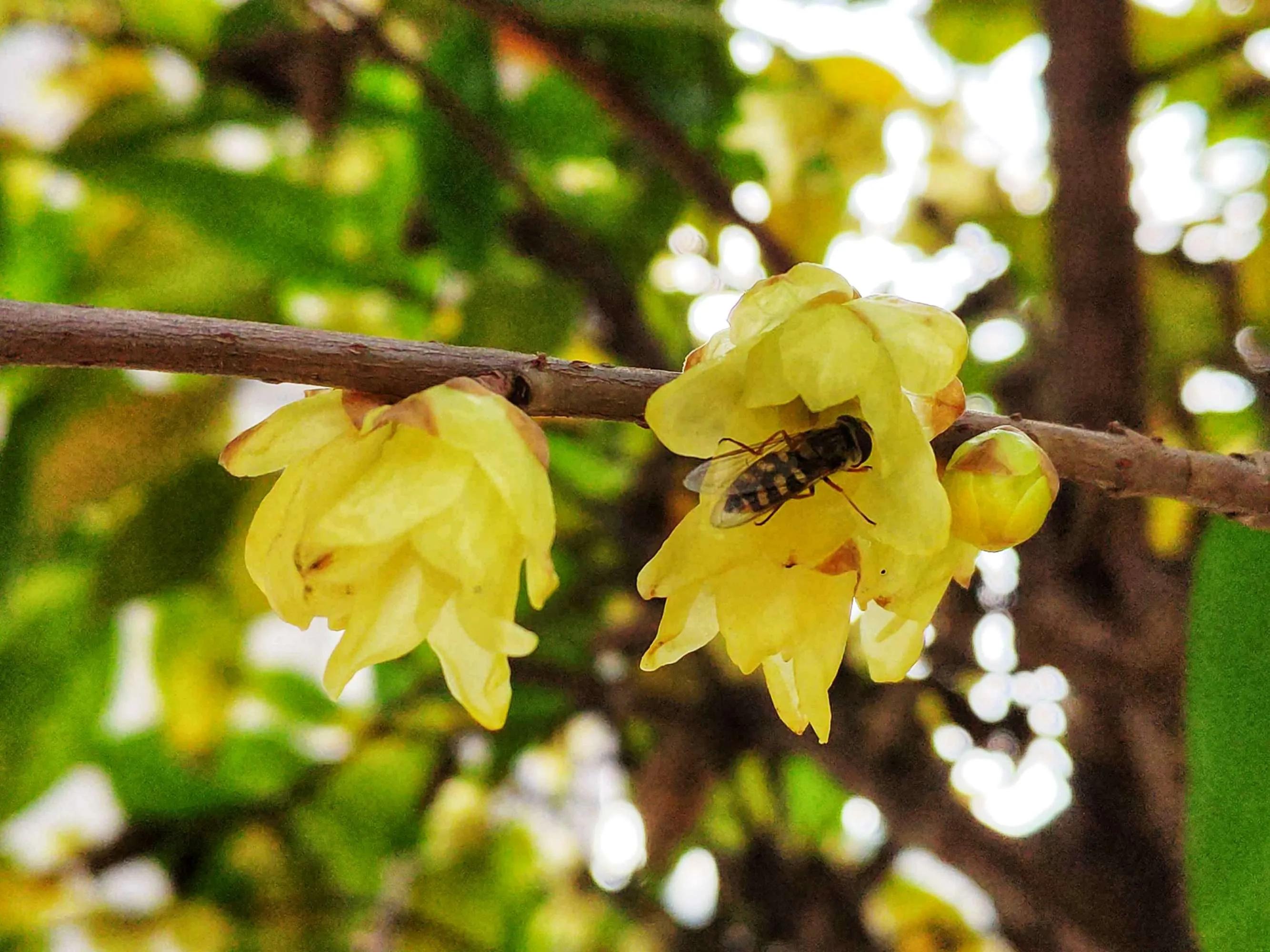 古诗中的梅花是腊梅吗,赞美腊梅与梅花的诗句