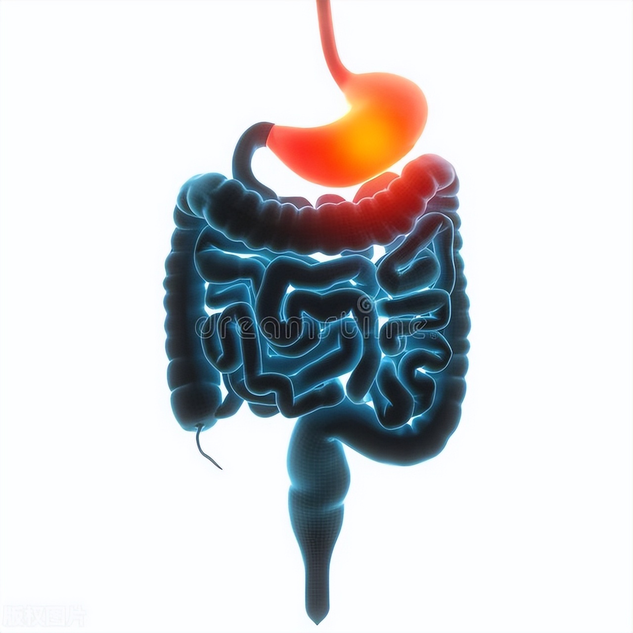 肠道健康与膳食纤维和益生菌,关注肠道益生菌平衡