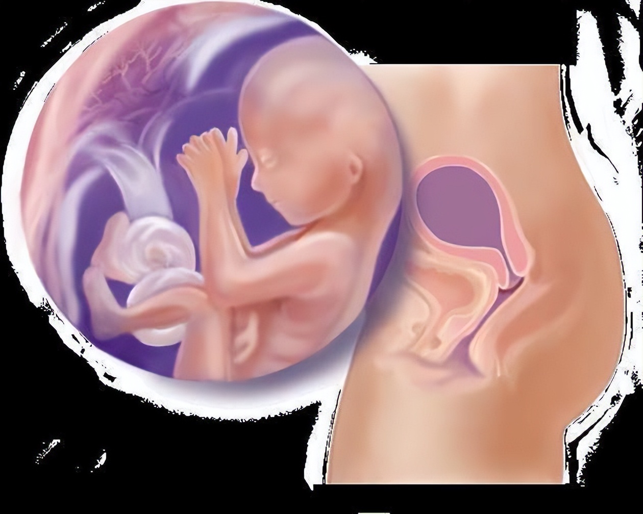 从受孕到分娩约四十周,从受孕到婴儿每天的变化