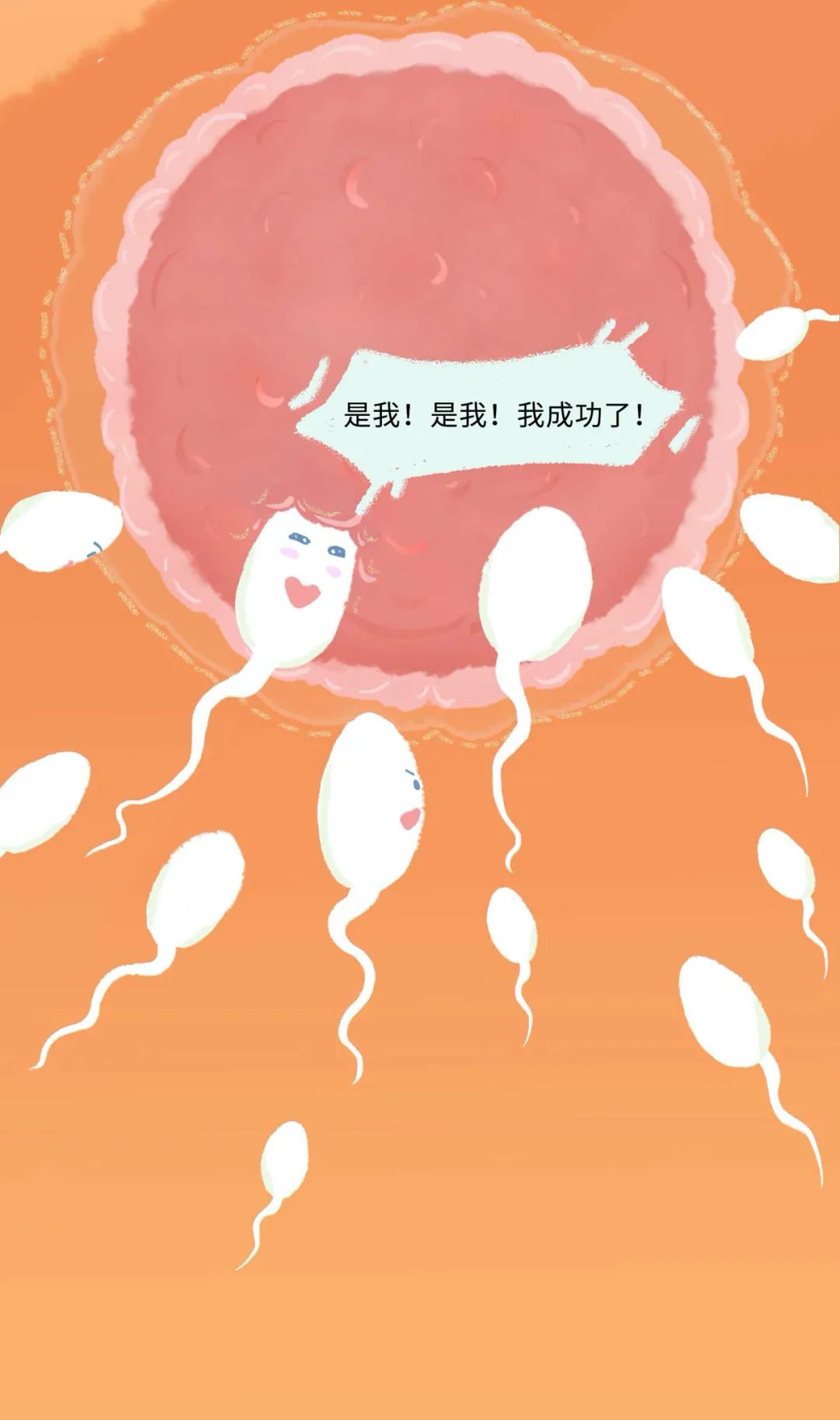 女人是如何怀孕的呢,女性怀孕的全部过程