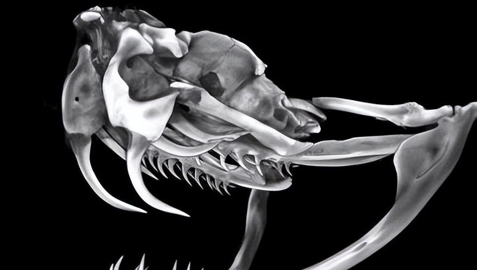 如果你突然被蛇吞下，能否划开蛇肚出逃？科学家作死实验走进蛇窝