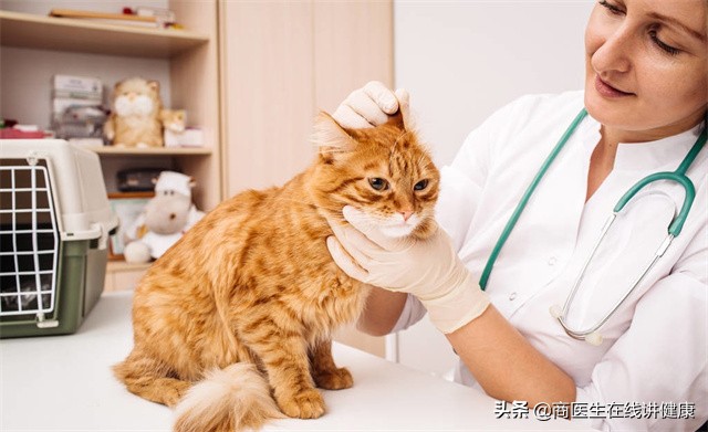 疥螨虫病怎么引起的,疥螨感染是什么意思