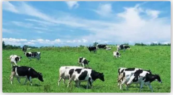 圣元臻护星儿童奶粉,圣元奶粉品牌招商