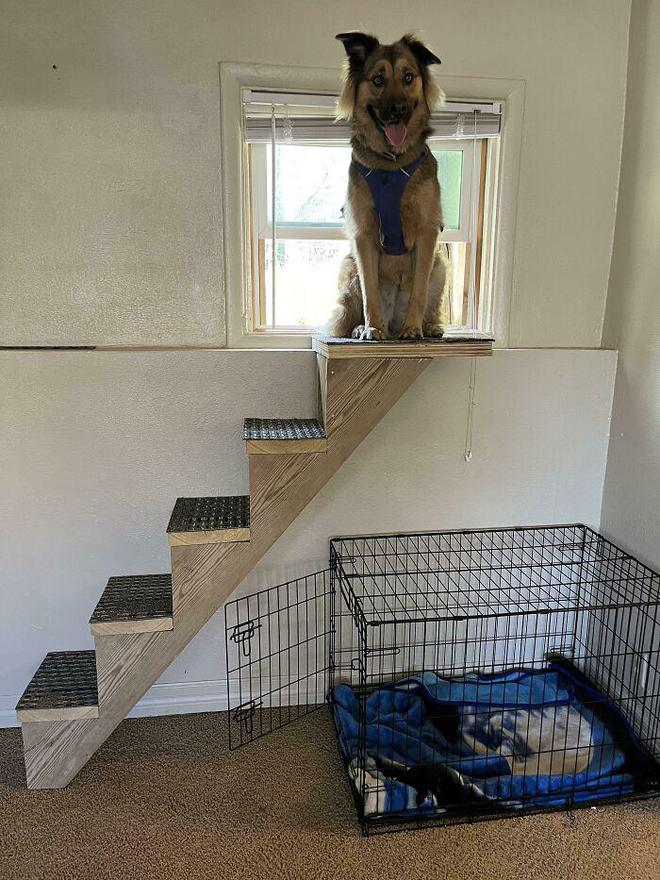 十种非常反骨的狗,狗狗反骨是什么原因