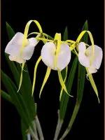 十种最有名的兰花图片,最美的100种兰花图片