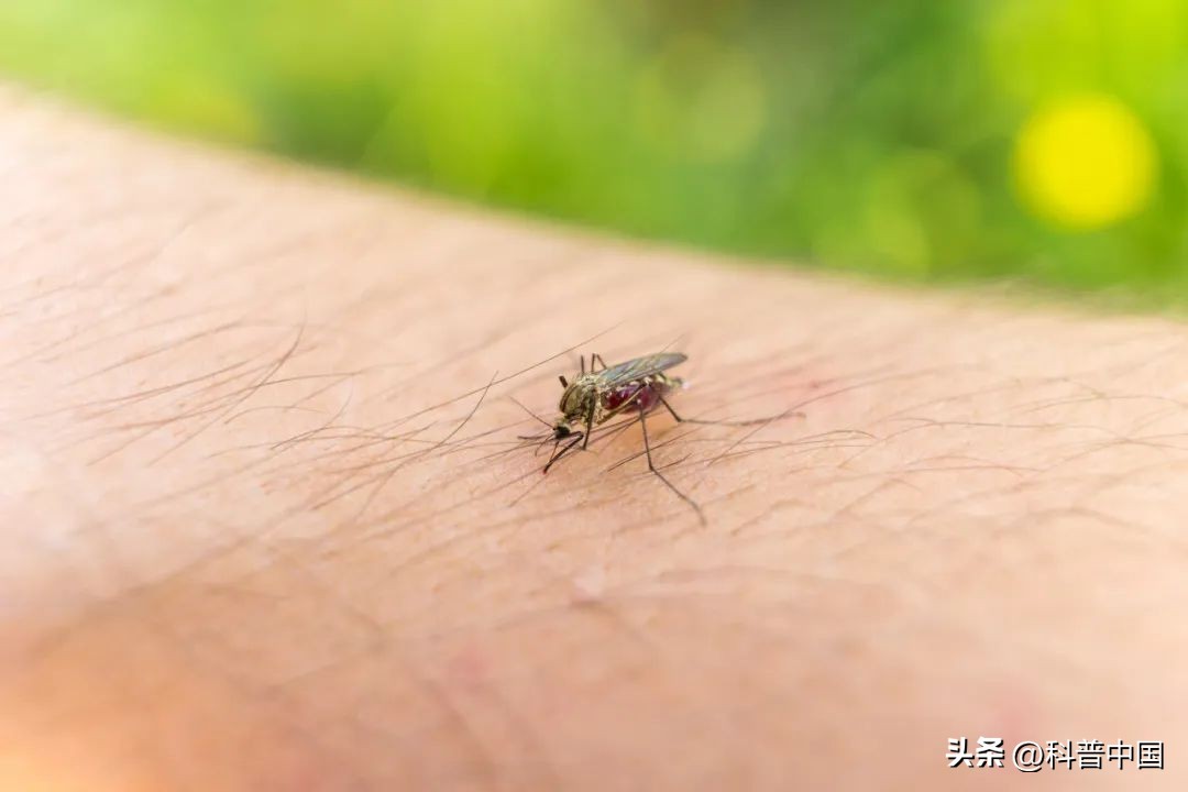 蚊子最爱这六种人,蚊子最爱的男人是谁
