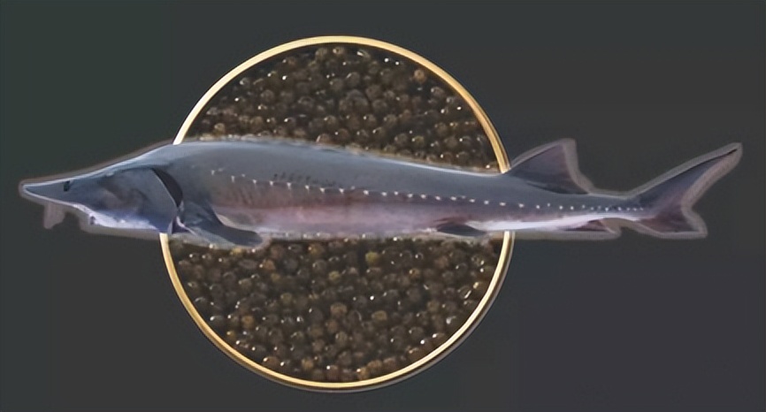 日本鲟鱼子酱多少钱一公斤,不同价格的鱼子酱