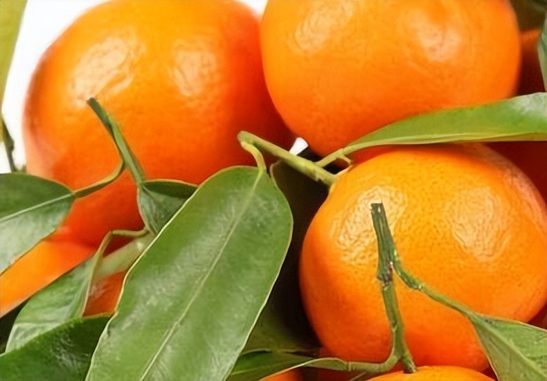 深圳光明乳鸽哪里最正宗,深圳乳鸽特产