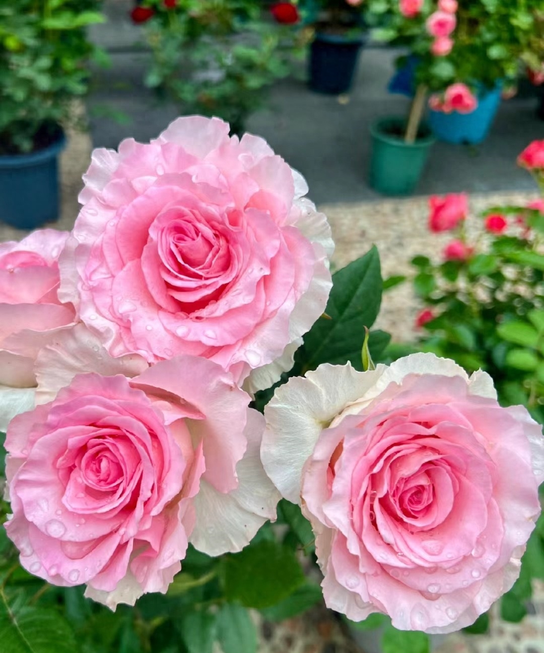 十大惊艳的月季花,有种月季叫什么藤