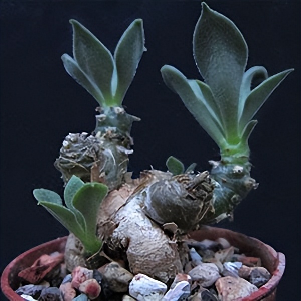 102个大类近500个多肉植物图片，都极其美丽，建议在家中也养一盆