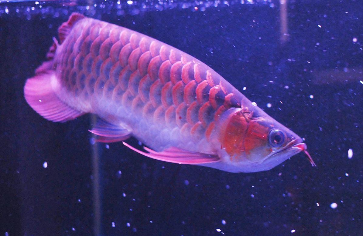 龙鱼失鳔是什么原因,龙鱼失鳔怎样治疗