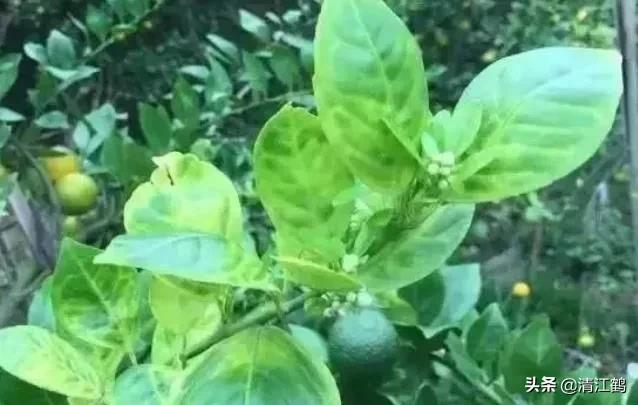 黄龙病树不砍除会自然枯死吗,黄龙树病能治理吗