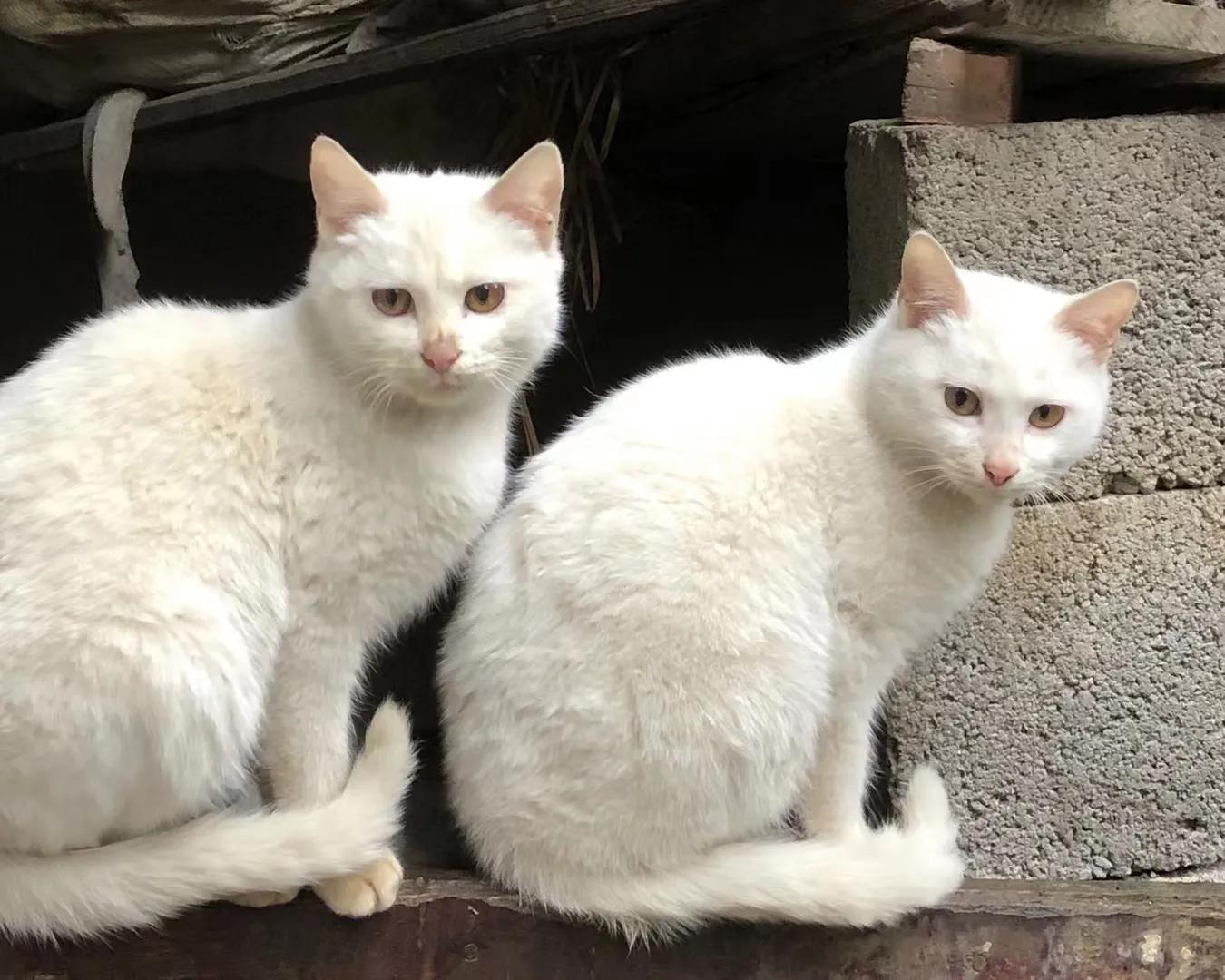 为什么要鼓励领养代替购买,领养代替购买有什么意义