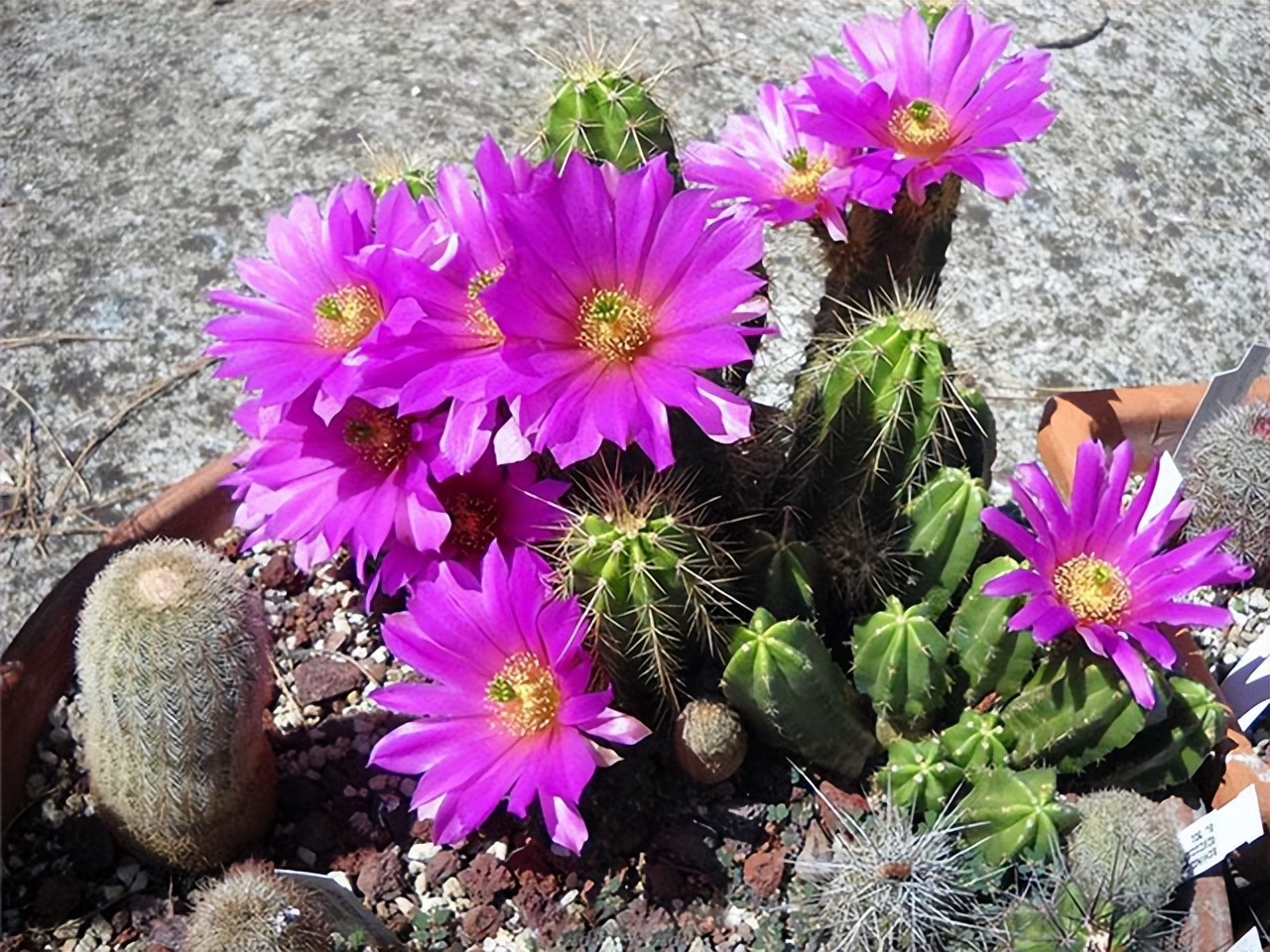 美丽/奇异花草欣赏系列——各种仙人球之“虾”