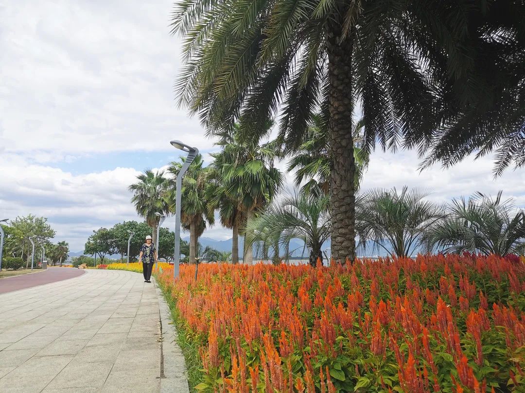 厦门花海景点最新,厦门最近的花海