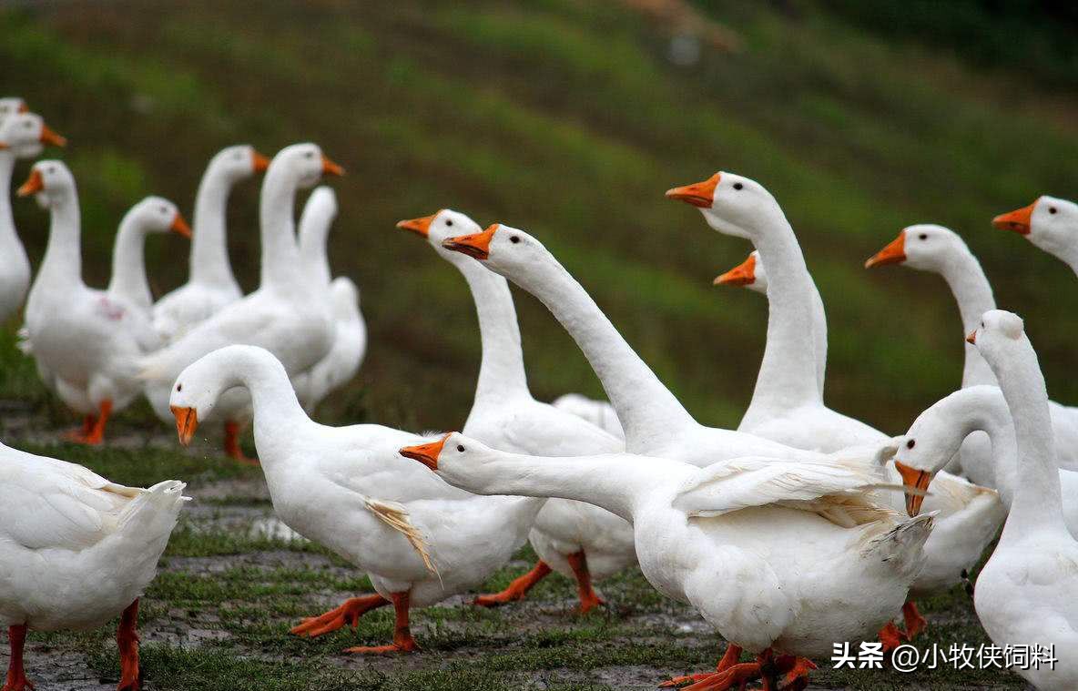 鹅副粘病毒病常见吗,鹅副粘病毒症状及治疗方法