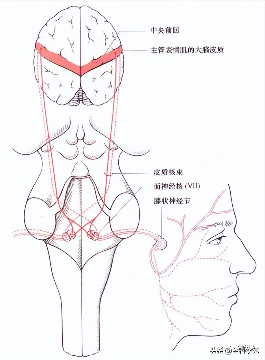 面神经解剖腮腺,面神经解剖内容有哪些