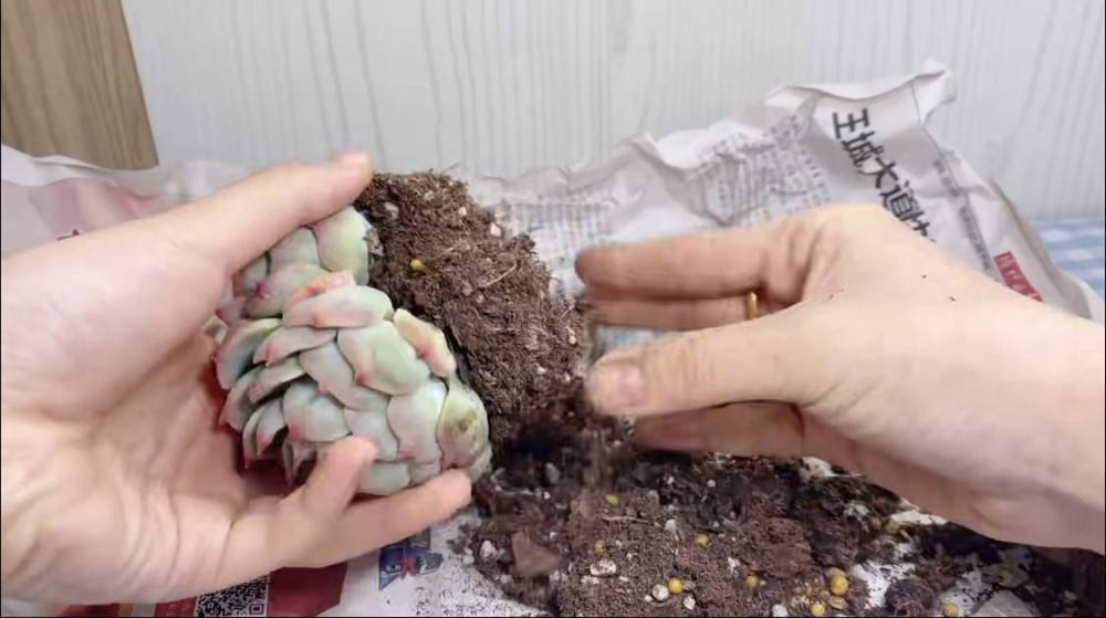 多肉植物存活率多少合适,网购的多肉怎么样快速养好根