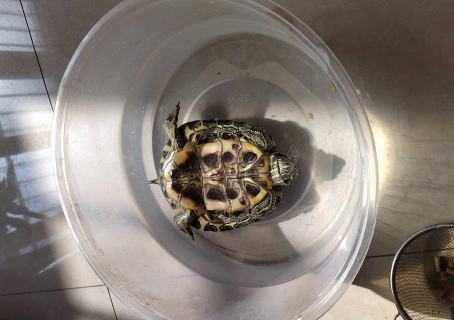 乌龟背朝下能自己翻过来吗,把乌龟翻过来四脚朝天会不会死