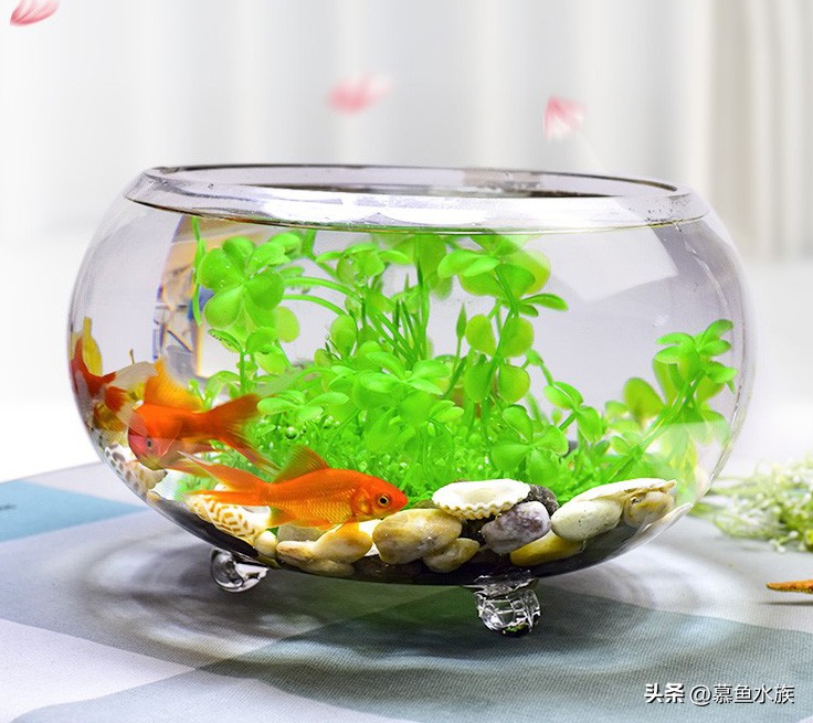 新手养鱼如何选鱼缸,新手养鱼怎样选择小鱼缸