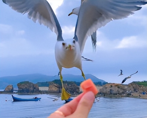 喂过一次大连海鸥，人类就要为自己的弱小羞愧